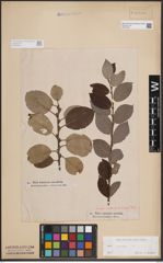 Foto von Salix caprea L.